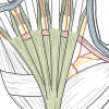 digital fascia icon