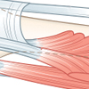 sagittal bands icon
