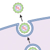 virus replication
