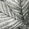 horsechestnut leaves