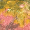 vibrant foliage icon