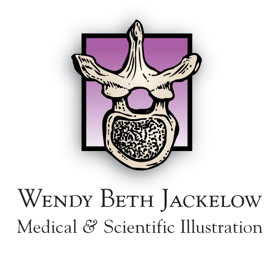 Wendy Beth Jackelow Medical & Scientific Illustration